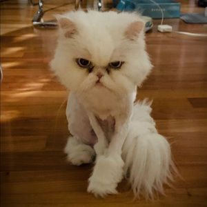 Meet your Posher, Daniel